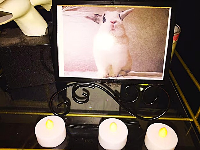 Altar memorial de mascota y comunicación animal con Aria Tarot en España.